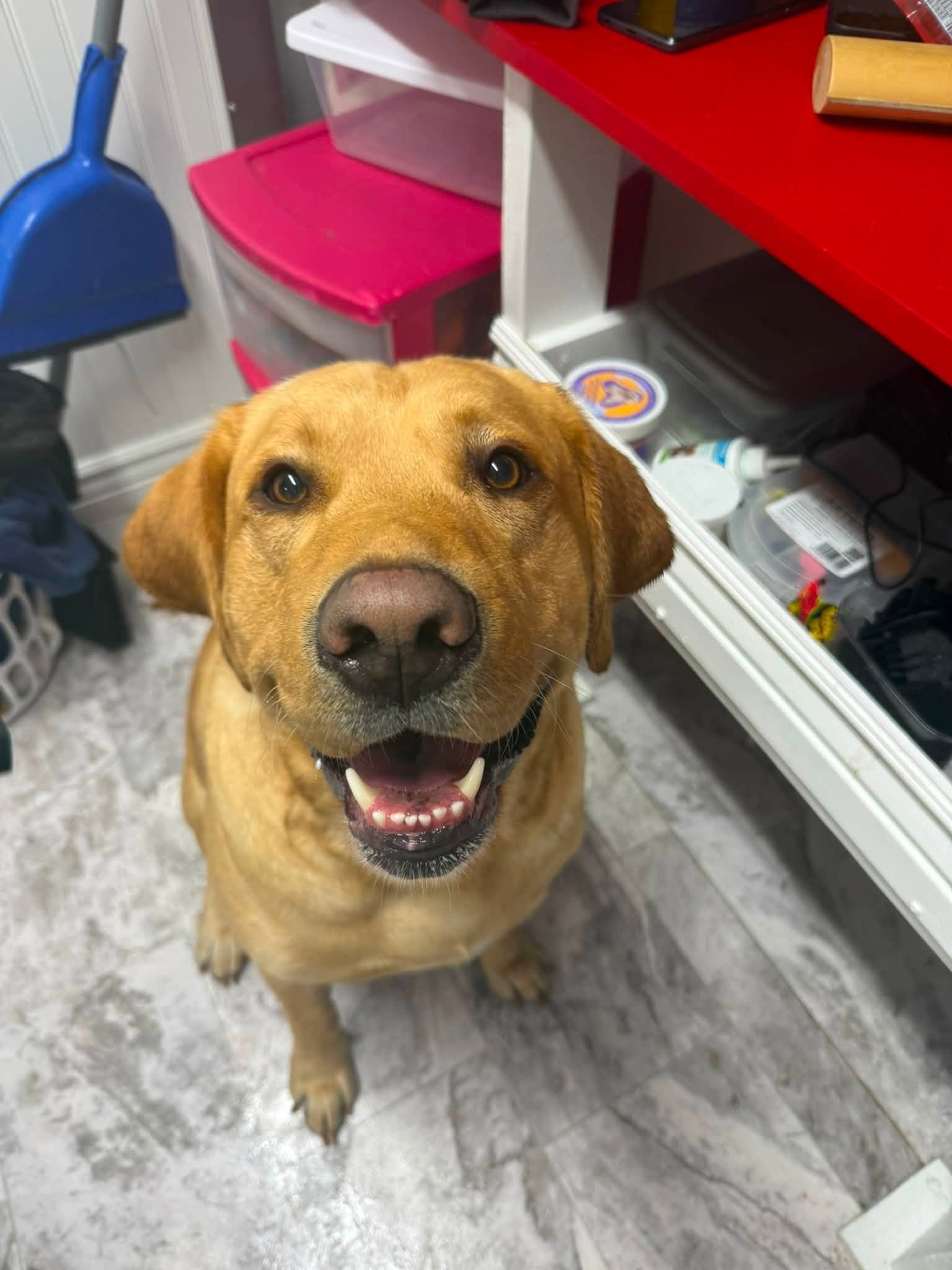 Happy dog after a mobile bath at Splish Splash