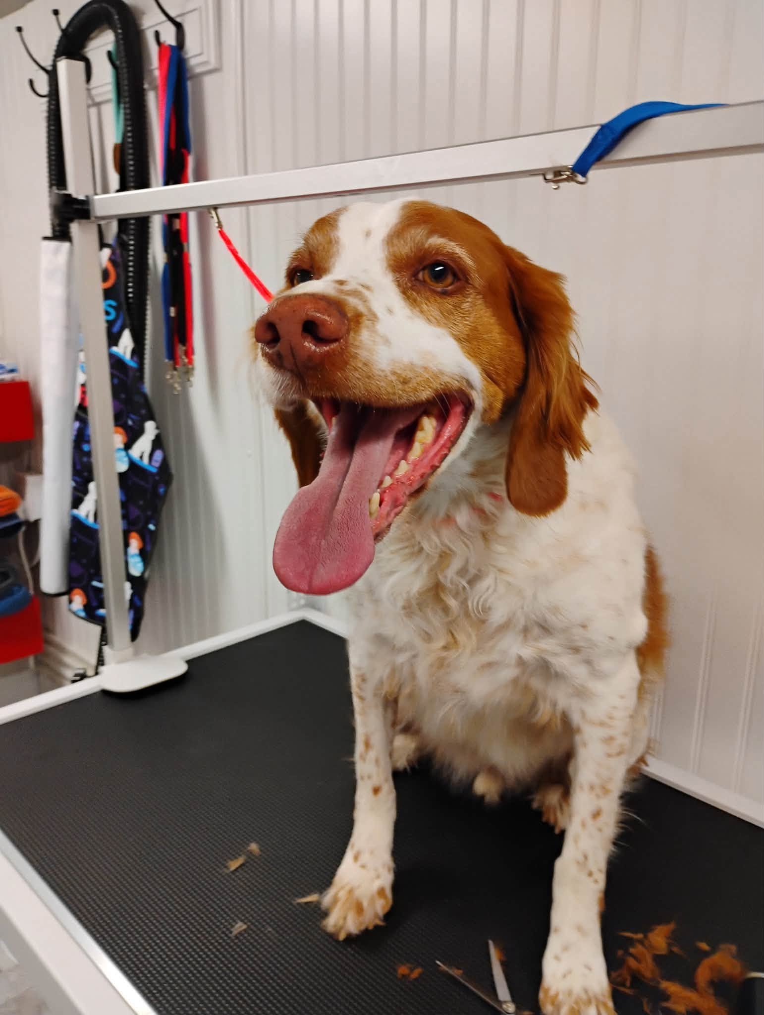 Happy dog on the grooming table after a wash