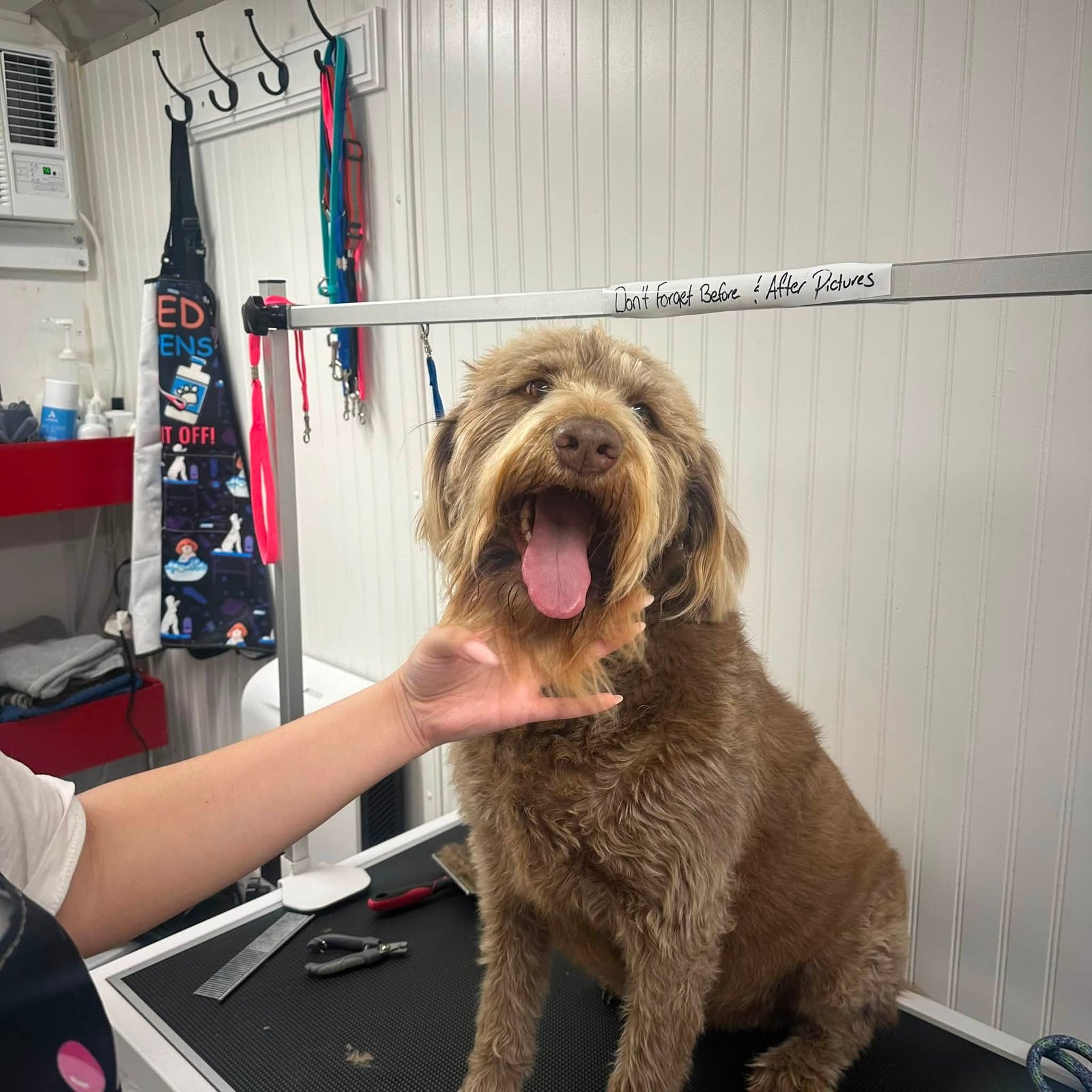 Real Splish Splash client dog mid-appointment